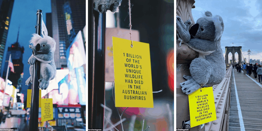 Campagna Koalas of NY