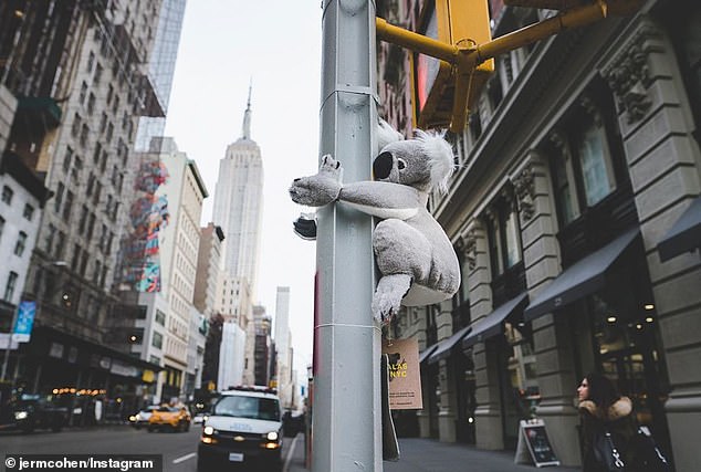 Koala of NYC – Un’efficace campagna di Ambient Marketing